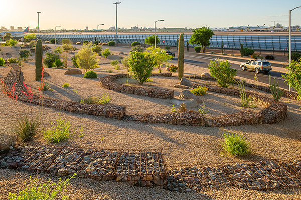 Beautiful xeriscape at Phoenix Sky Harbor with the runway in the distance