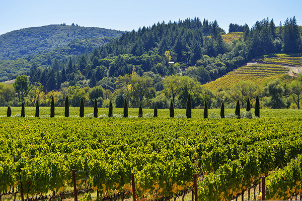  Raise a Glass for New Flights to Wine Country